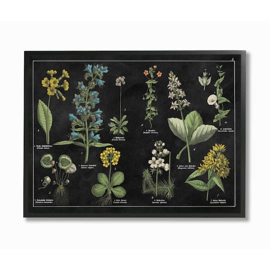 Stupell Industries Antique Wild Flower Chart Scientific Botanical Print Framed Wall Art